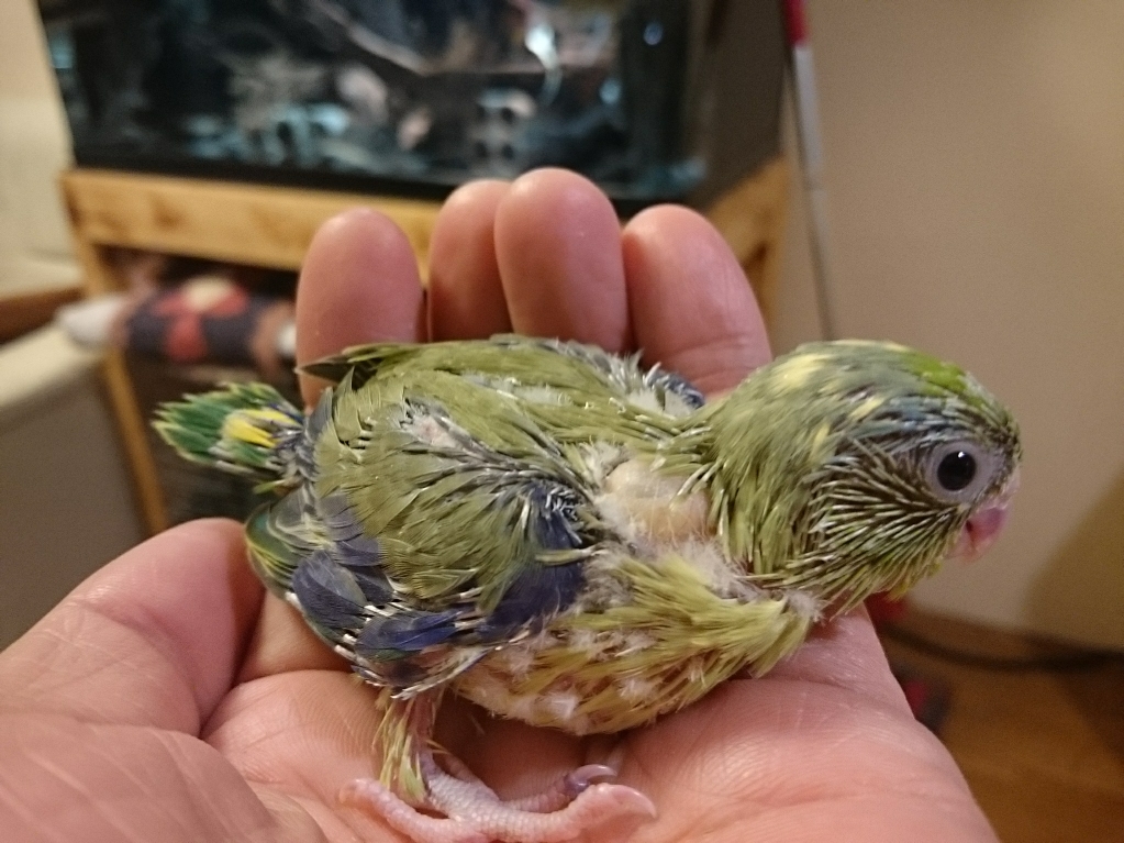 マメルリハ あぁ まめるりは | マメルリハインコのおうち じじ