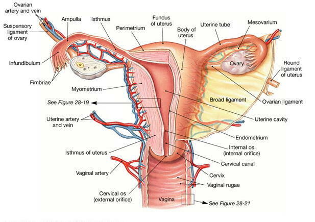 膣～子宮～卵巣
