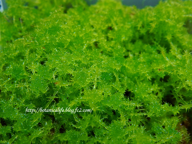 水苔栽培の光量 - 水苔