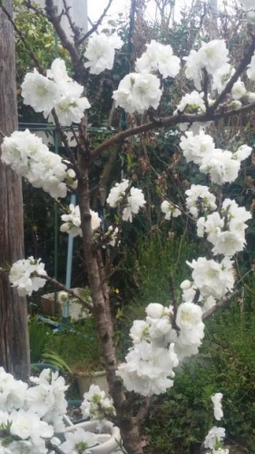 白桃の花